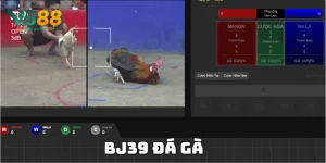 bj39 đá gà
