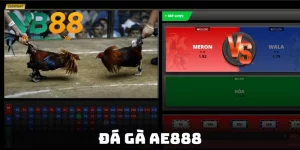 đá gà ae888