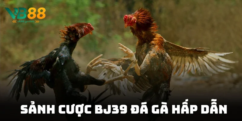 Khám phá sảnh cược BJ39 đá gà hấp dẫn
