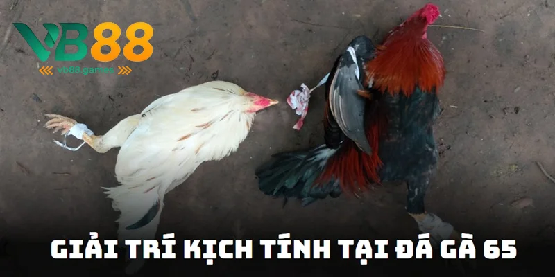 Tận hưởng giải trí kịch tính tại đá gà 65