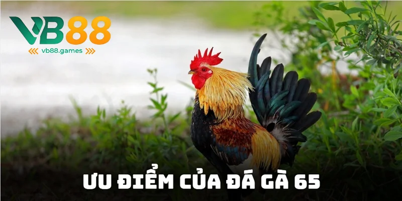 Trải nghiệm các trận đấu trực tiếp kịch tính